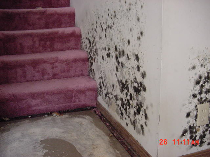 mold